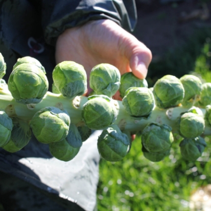 Picture of Brussels Sprout Marte F1